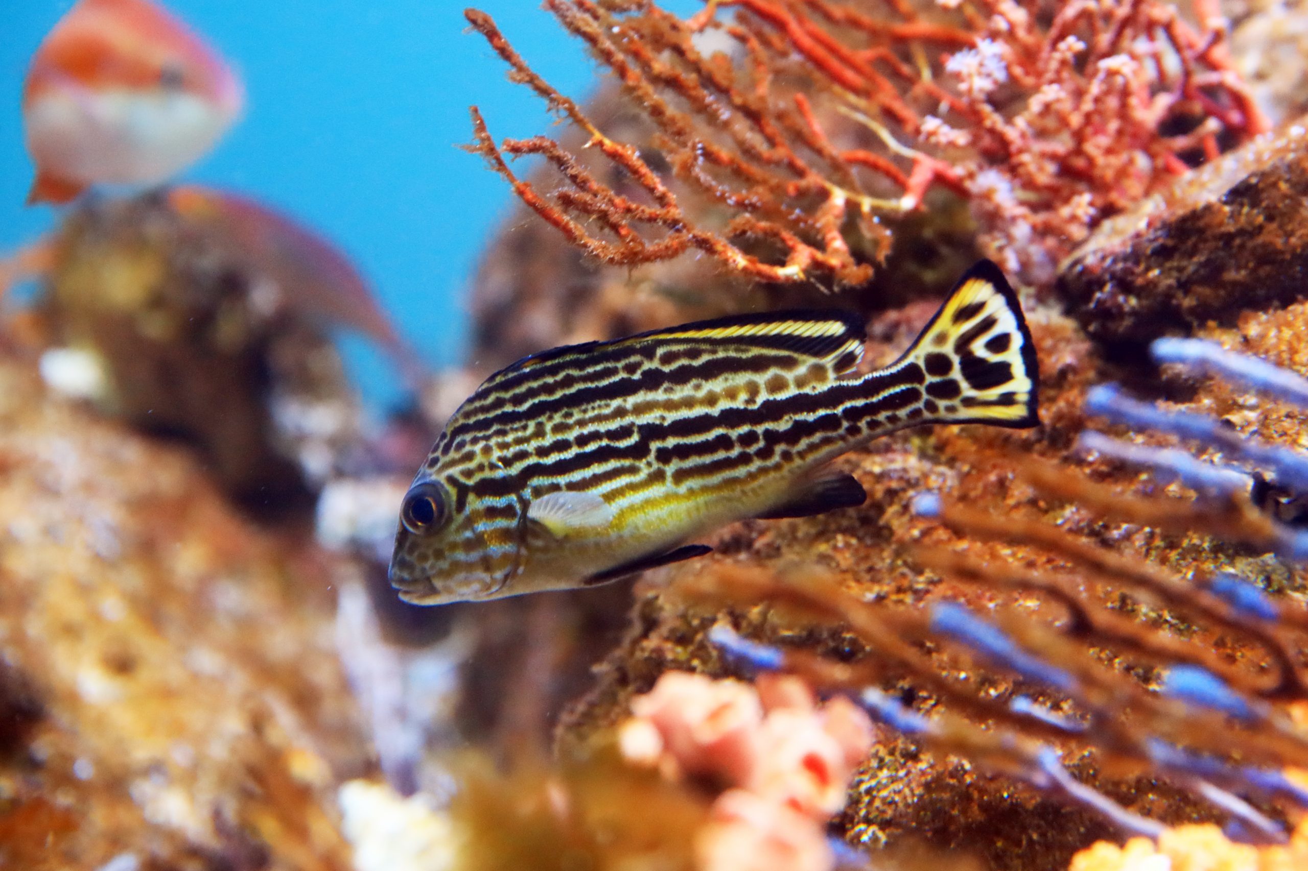 コロダイ - 生きもの図鑑 鳥羽水族館